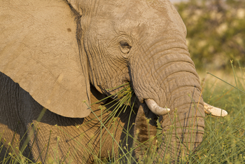 Desert Rhino Camp Desert Rhino Camp: Nahaufnahme Elefant