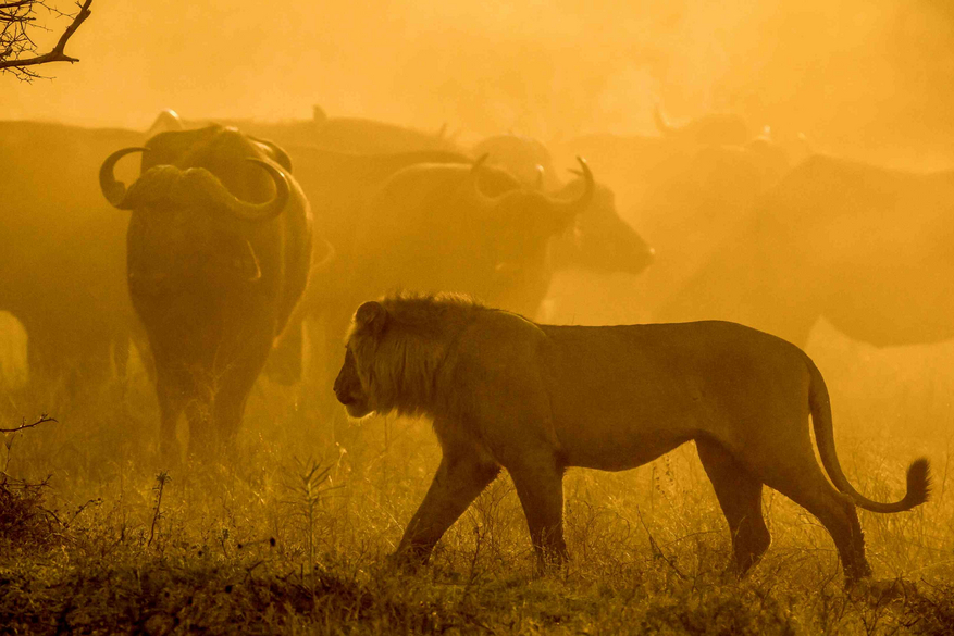 Duba Plains Camp