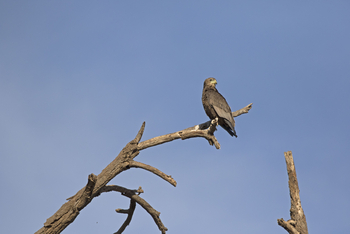 Elephant Bedroom Camp: Snake Eagle
