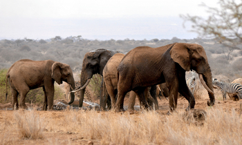 Elerai Camp: Elefanten und andere Tiere an Trinkstelle