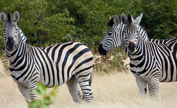 Ghoha Hills Savuti Lodge Ghoha Hills Savuti Lodge: Zebras