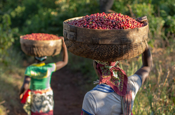 Gorongosa Safaris: Gemeindemitglieder tragen Körbe mit Früchten