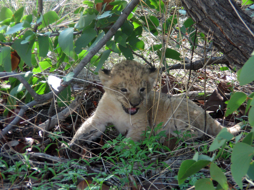 Grootberg Lodge