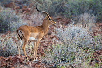 Grootberg Lodge Grootberg Lodge: Schwarznasenimpala