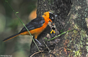 Ishasha Wilderness Camp: Snowy-crowned Robin Chat