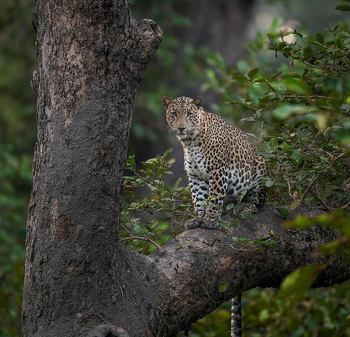 Jaagir Manor: Leopard