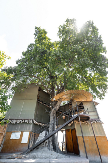 Jackalberry Camp: Turm um einen Baum herum