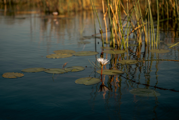 Karangoma Camp: Seerose