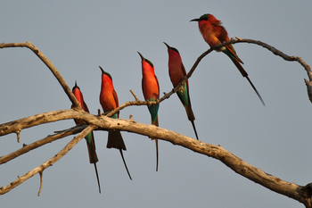 King's Pool Camp King's Pool Camp: Carmine Bee-Eaters