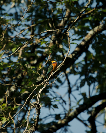 Koroi Forest Camp: Bergspint