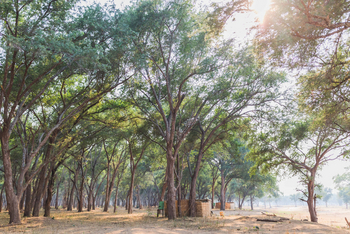 Kutali Camp Kutali Camp: Gästezelt im lichten Hain