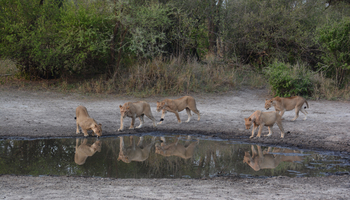 Little Chem Chem: Löwenbesuch am Wasserloch