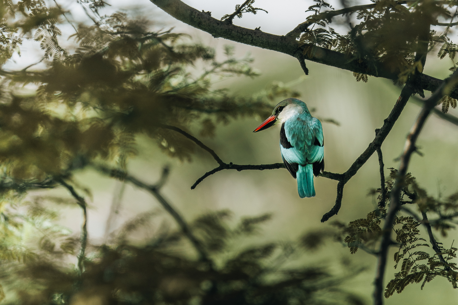 Little Chem Chem Little Chem Chem: Woodland Kingfisher