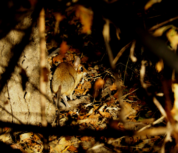 Luambe National Park: Rüsselspringer