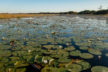 Mapula Lodge: Seerosen
