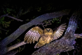 Mogogelo Camp Mogogelo Camp: Pel's Fishing Owl