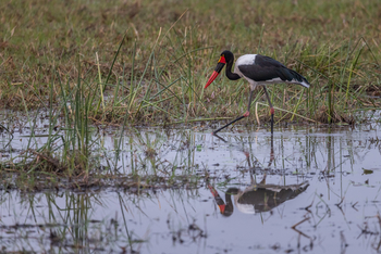 Mokolwane Camp: Sattelstorch