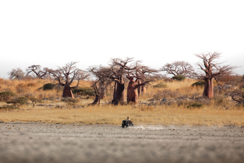 Camp Kalahari Camp Kalahari: Kubu Island Baobabs