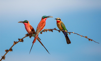 Ndhovu Safari Lodge: Scharlachspinte