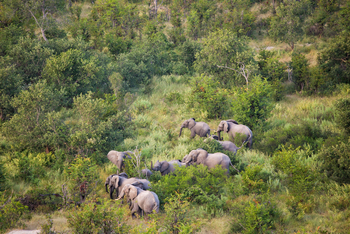 North Island Okavango Camp North Island Okavango Camp: Elefantenherde