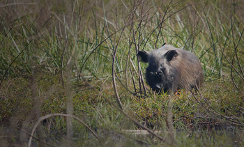 Ntemwa Busanga Bushcamp Ntemwa Busanga Bushcamp: Bushpig