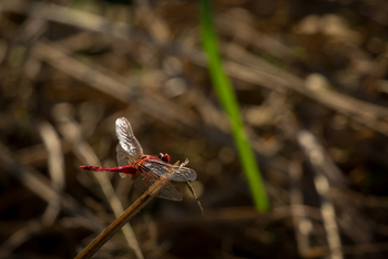 Ntemwa Busanga Bushcamp Ntemwa Busanga Bushcamp: Libelle
