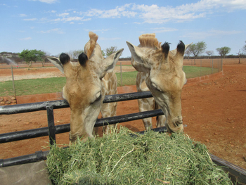 Okutala Lodge: Futterkorb für Giraffen