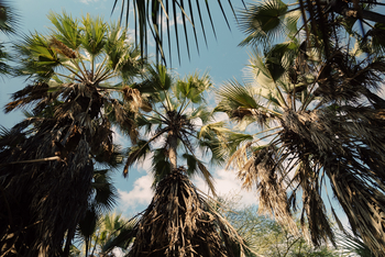 Ombako Fly Camp: Palmen in Ufernähe