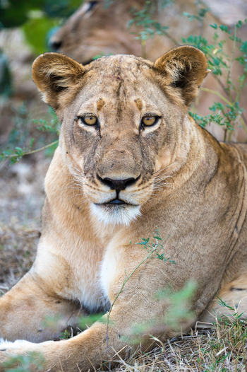 Ruckomechi Camp: Löwe weiblich frontal