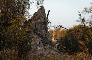 Sable Alley Camp: Leopard neben Termitenbau