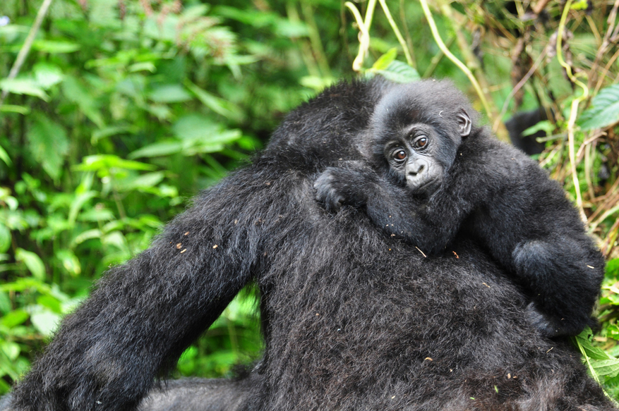 Sanctuary Gorilla Forest Camp