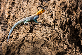 Saruni Samburu: Rock Agama