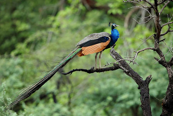 Sawai Vilas: Pfau