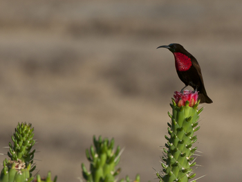 Segera Retreat: Rotbrust-Glanzköpfchen
