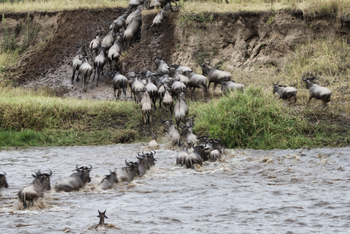 Serian Serengeti Mobile Kusini Camp: Crossing