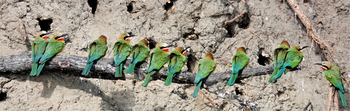 Setari Camp: White-fronted Bee Eaters