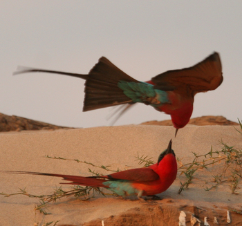 Shenton Safaris: Carmine Bee-Eater Hide
