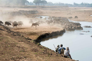 Shenton Safaris: Walking Safari