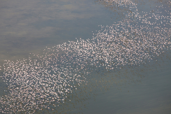 Sirikoi Lodge Sirikoi Lodge: Flamingoscharen