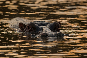 Soroi Mara Bush Camp: Nilpferd