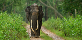 The Bison Resort: Elefant auf Dschungelpiste