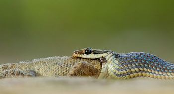 Treehouse Hideaway: Kobra verspeist Agame