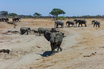 Verney's Camp: Elefanten an einem ausgetrochneten Wasserloch