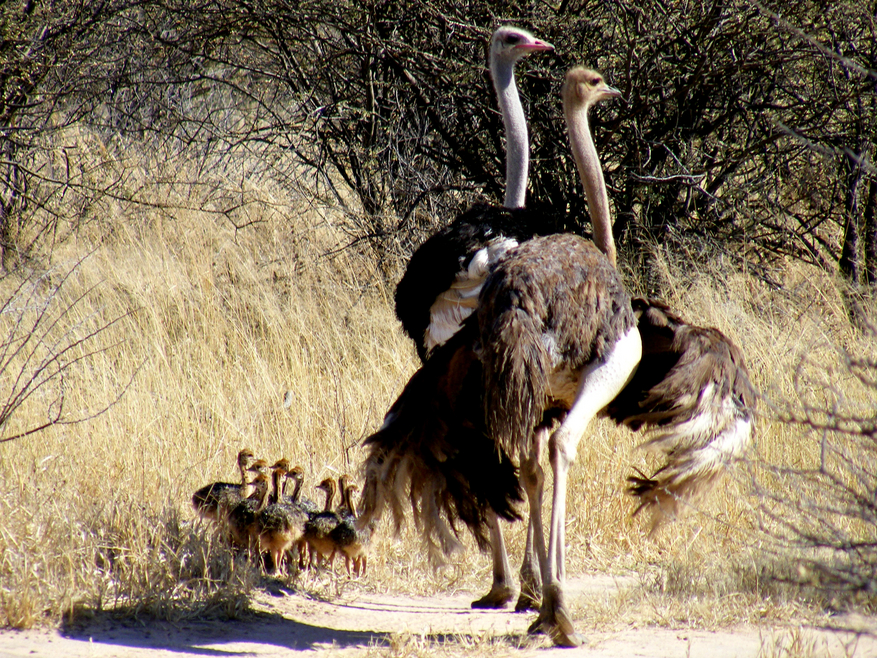 Waterberg Plateau Lodge