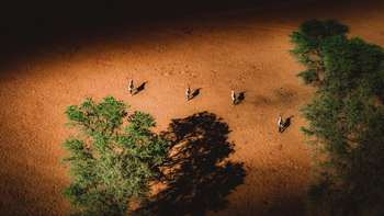 Bagatelle Kalahari Game Ranch: Gemsböcke