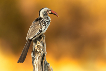 Camp Khwai: Red-billed Hornbill