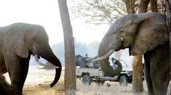 Old Mondoro Camp: Elefanten