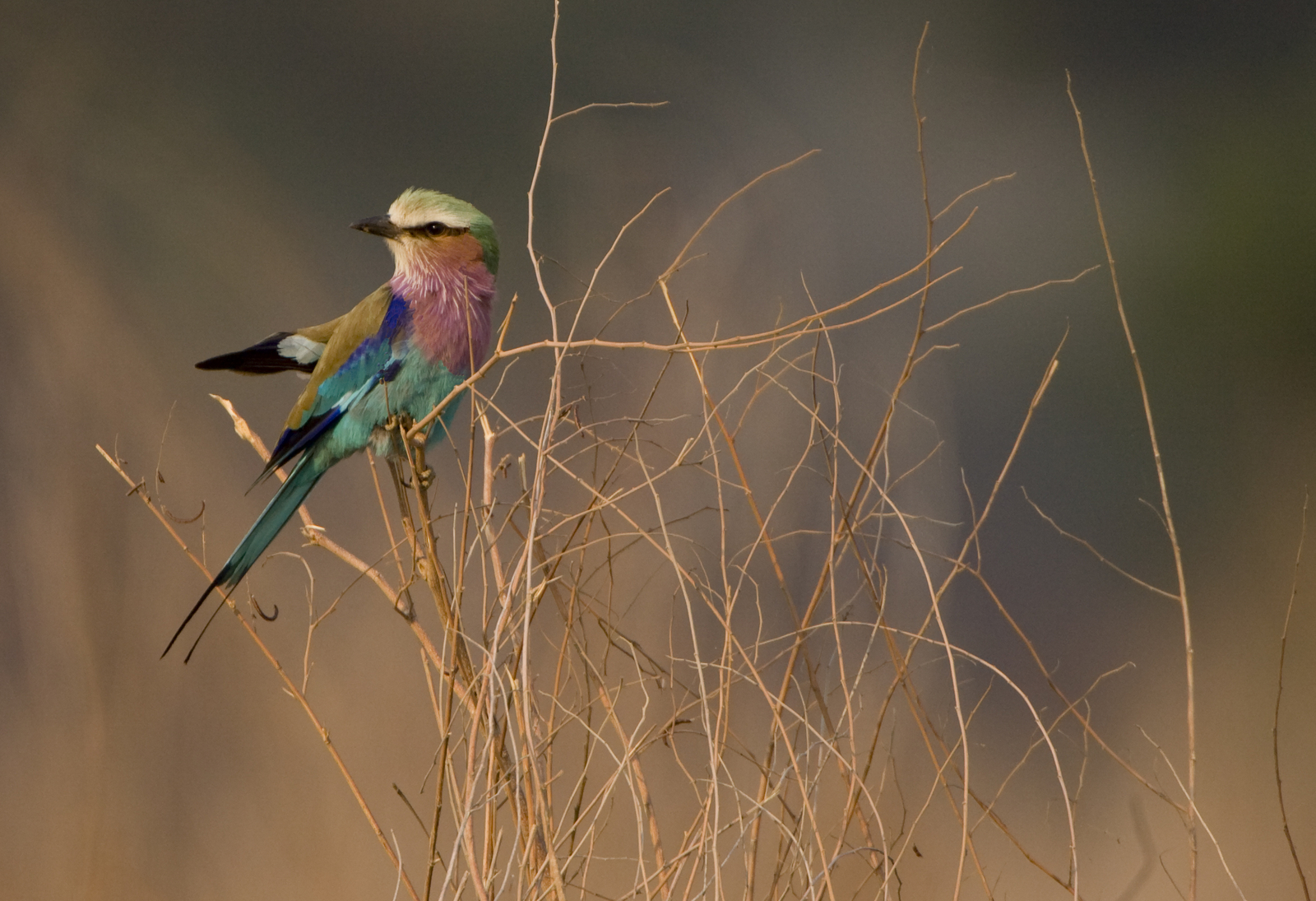 Chitake Mobile Camp Chitake Mobile Camp: Gabelracke