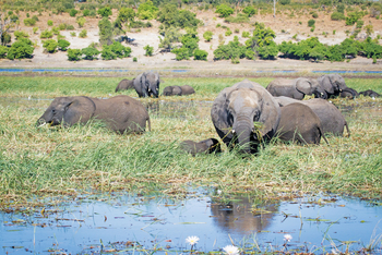 Chobe Game Lodge: Elefanten im Sumpf