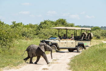 Chobe Game Lodge: Querendes Elefantenbaby
